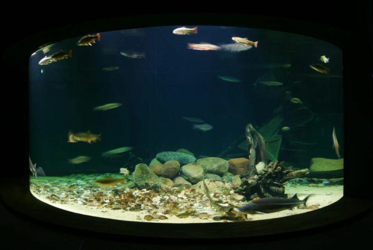 ozeaneum aquarium